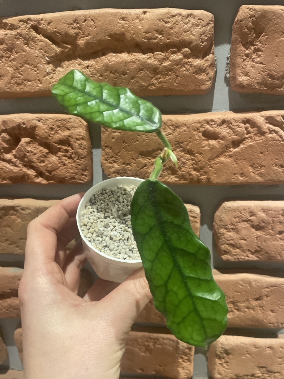 Hoya Villosa Welsh Mountain Zoo | Aleksandrów Kujawski | Kup teraz na