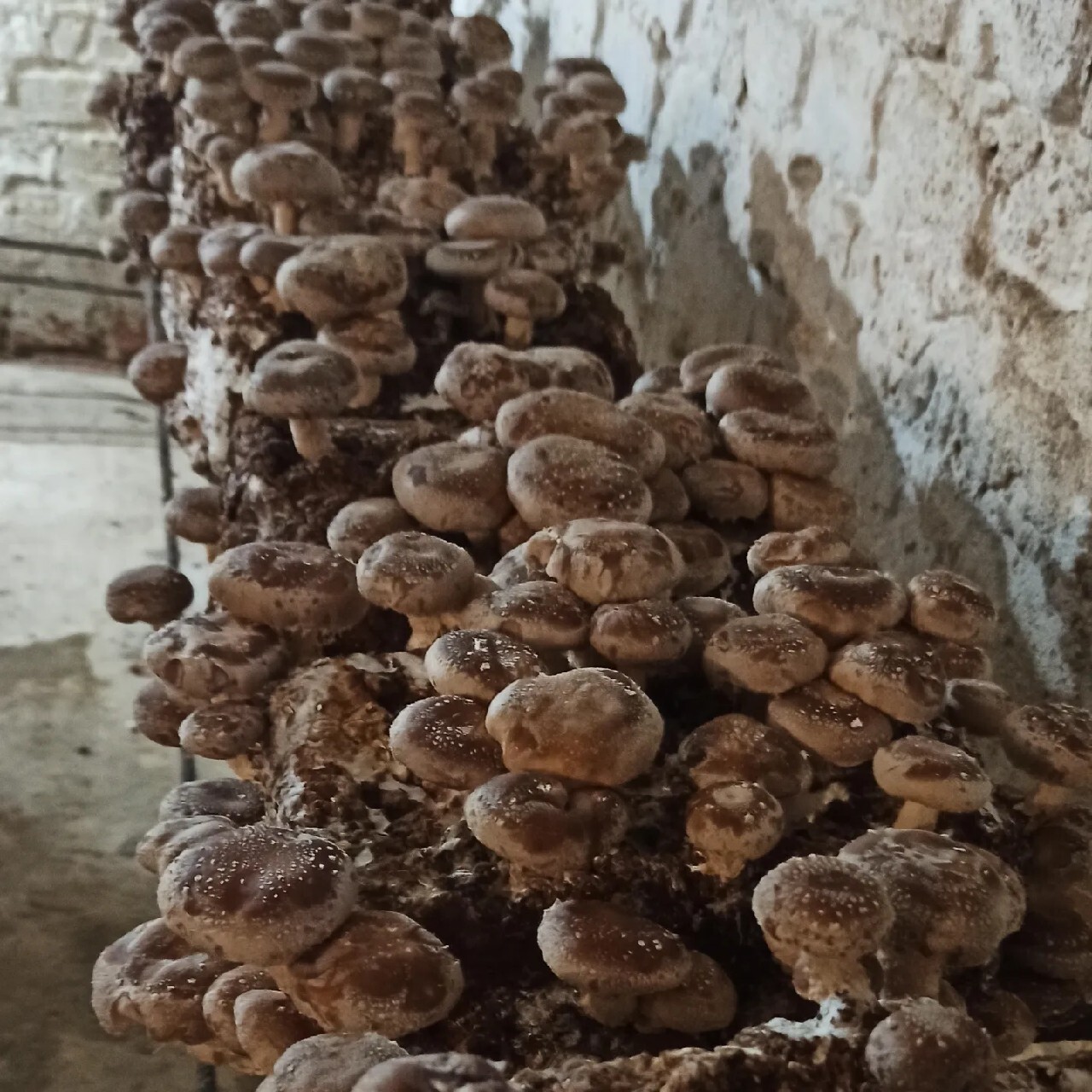 Grzybnia Shiitake. Gotowe podłoże 2,8kg Tarnów Kup teraz na Allegro