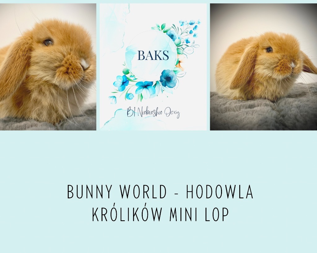 Królik Mini Lop króliki miniaturki hodowla E149 Głowno Ogłoszenie