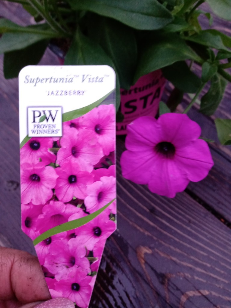 SUPERTUNIA VISTA JAZZBERRY Oświecim Kup teraz na Allegro Lokalnie