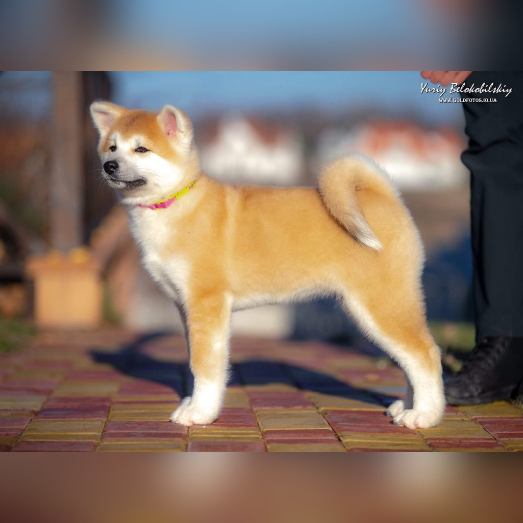 Akita Inu Cena 4000 00 Zl Przemysl Allegro Lokalnie