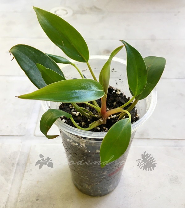 Philodendron Pincushion nr 16 miniatura rzadkość Kraków Kup teraz