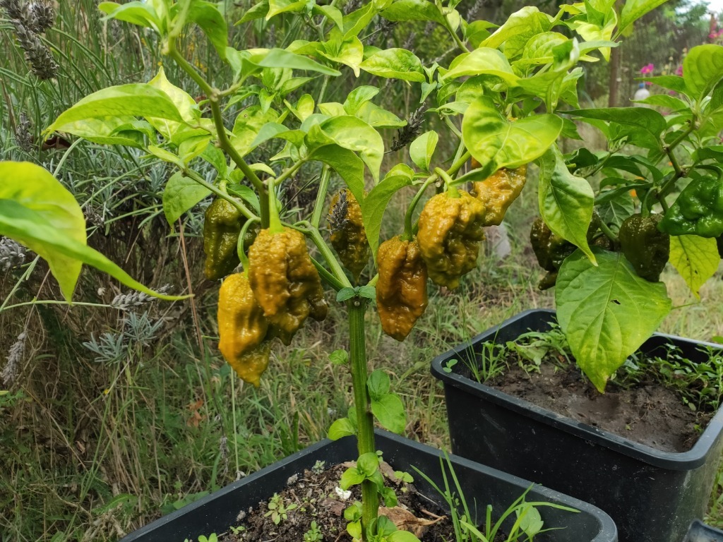 10 nasion ekstremalnie ostrej papryki Pepper X Zielona Góra Kup