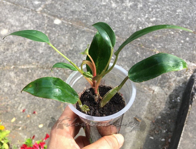 Philodendron Pincushion nr 2 miniatura rzadkość Kraków Kup teraz na