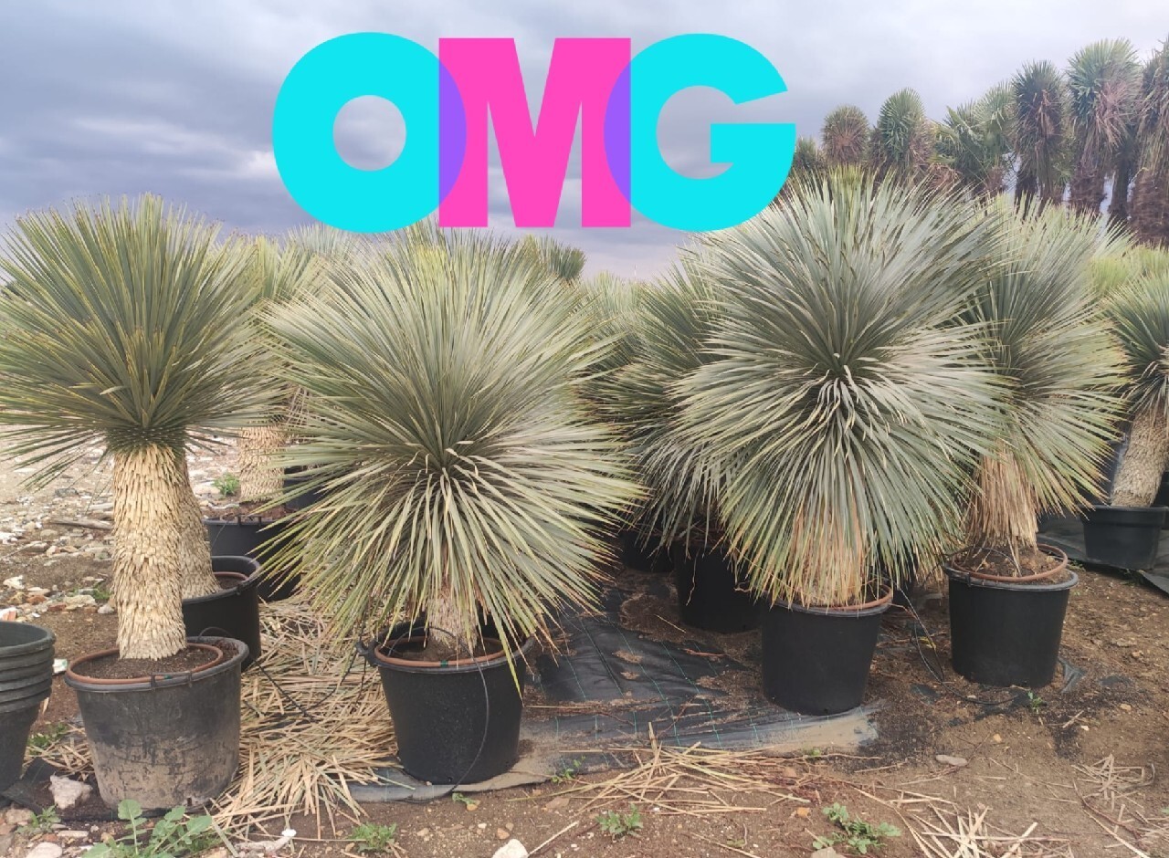 ⚠️希少な多頭⚠️Yucca rostrata❗️早い者勝ち✳️ 育つと③ヘッド(
