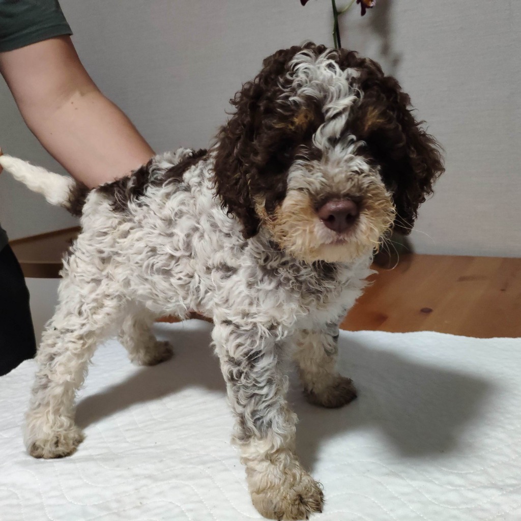 Allegro lagotto best sale