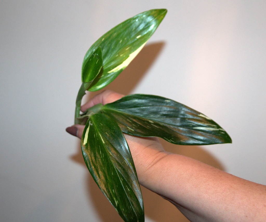 Monstera Standleyana Variegata Cobra Kup Teraz Za 35 00 Zl Bialystok Allegro Lokalnie