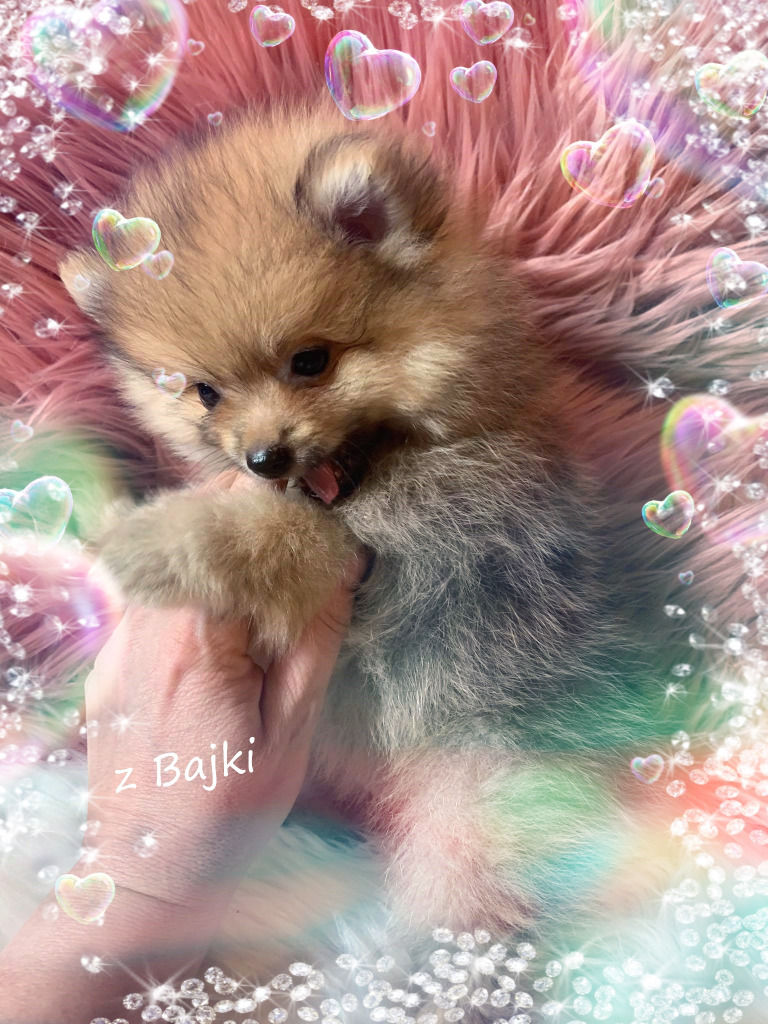 Плюшевый мишка из сказки Piesek BOO Whole World Pedigree