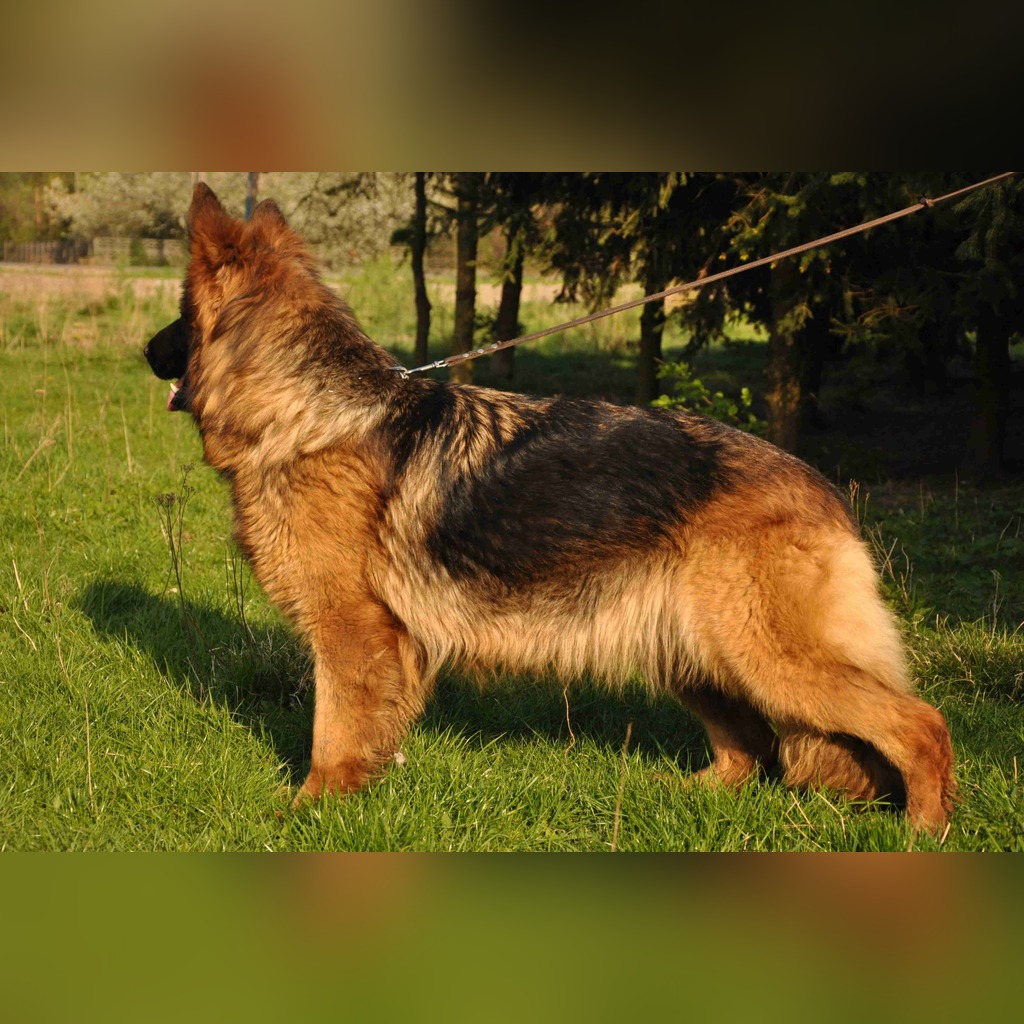 Owczarek Niemiecki Dlugowlosy Za Darmo Cena 1 00 Zl Wola Hankowska Allegro Lokalnie