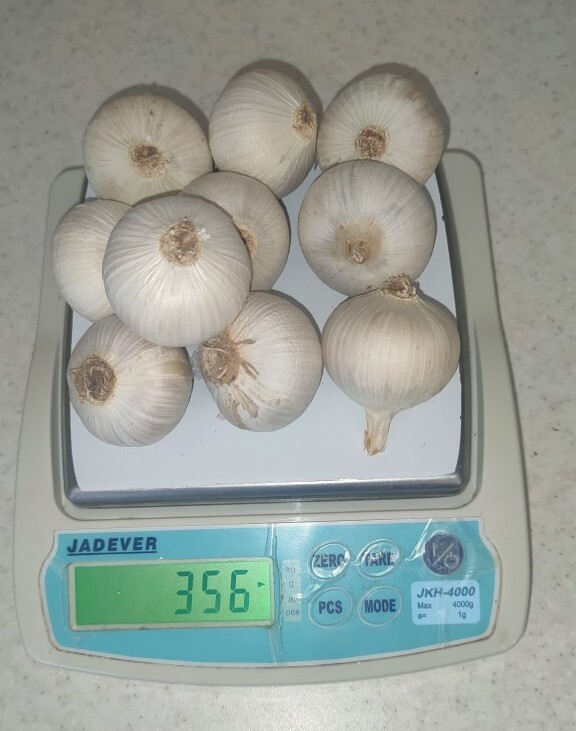 Czosnek słoniowy elephant garlic cebulki 3040g Miedźno Kup teraz