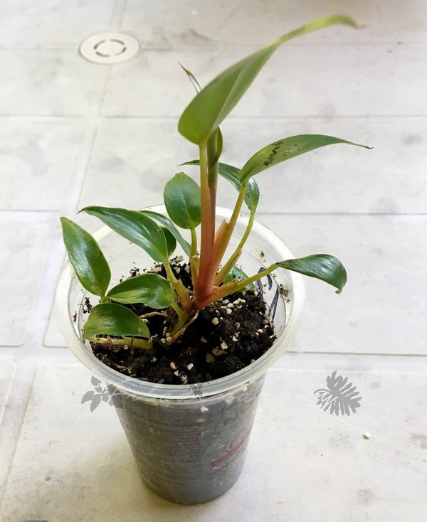 Philodendron Pincushion nr 12 miniatura rzadkość Kraków Kup teraz