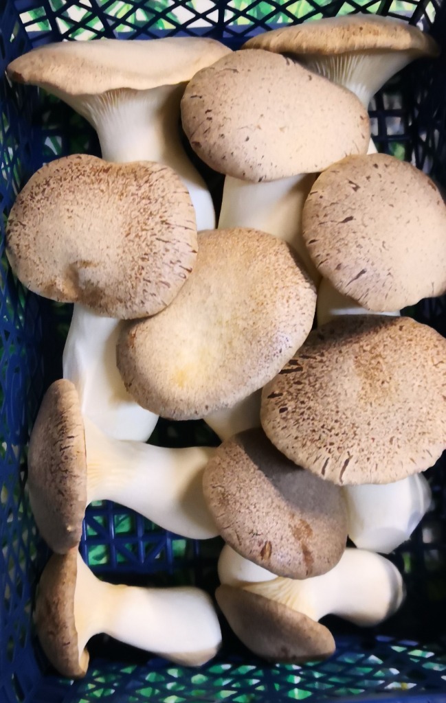 Boczniak Królewski Mikołajkowy Eryngii Świeże 500g Kraszewice Kup