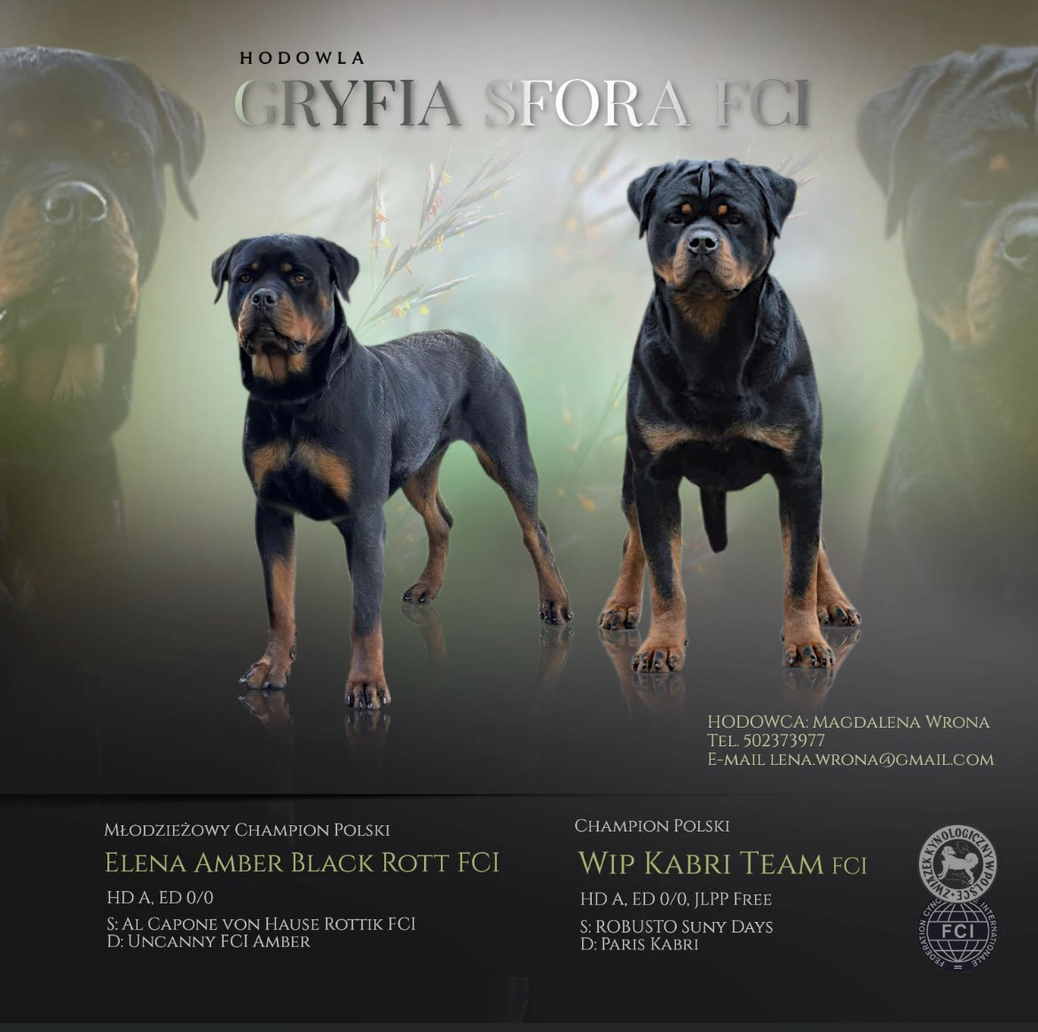 Rottweiler szczeniaki FCI | Nowogard | Ogłoszenie na Allegro Lokalnie