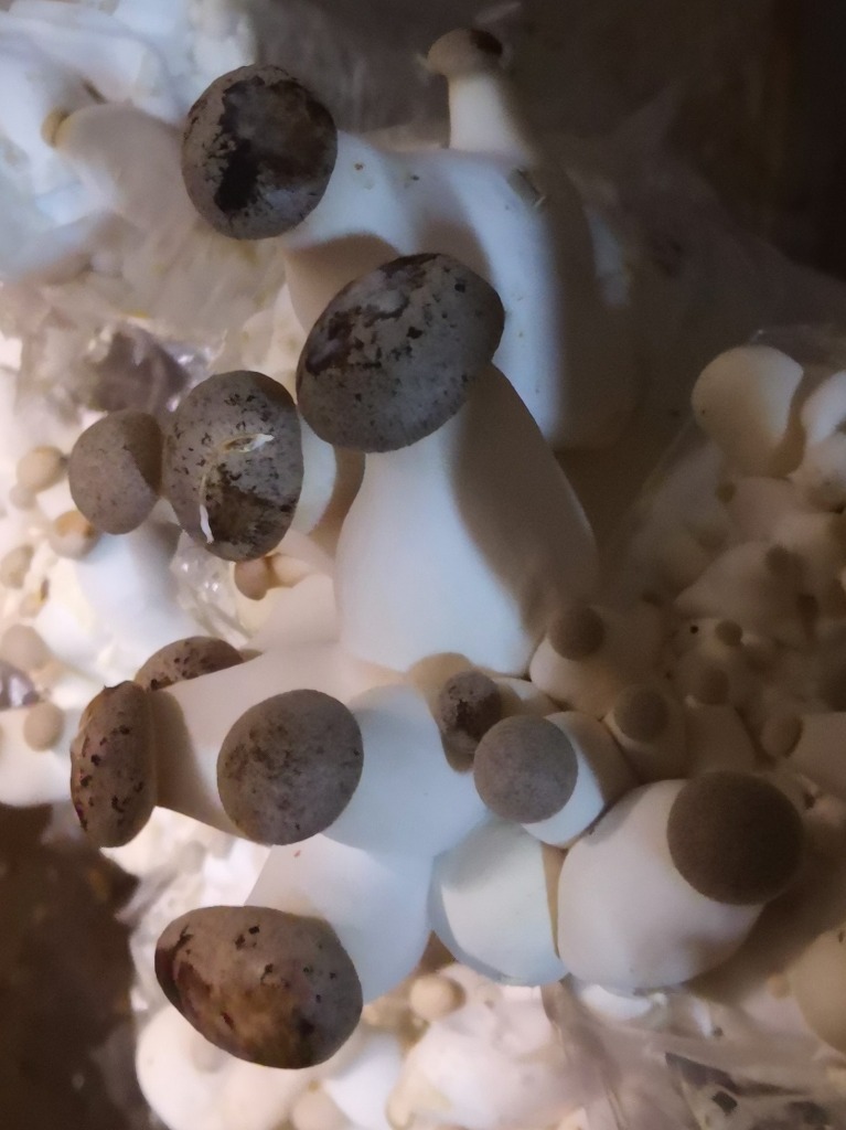 Boczniak Królewski Mikołajkowy Eryngii Świeże 500g Kraszewice Kup