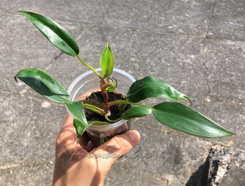 Philodendron Pincushion nr 2 miniatura rzadkość Kraków Kup teraz na