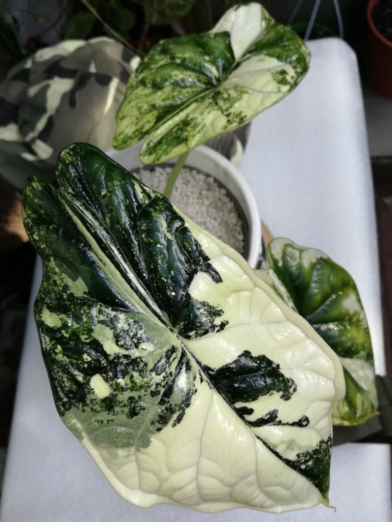 Alocasia Dragon Scale Albo Variegata Alokazja bulb Białystok Kup teraz na Allegro Lokalnie