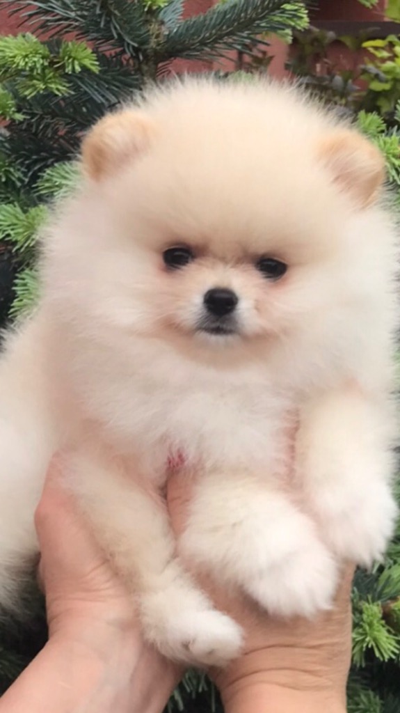 Szpic miniaturowy pomeranian śliczny piesek BOO Konstantynów