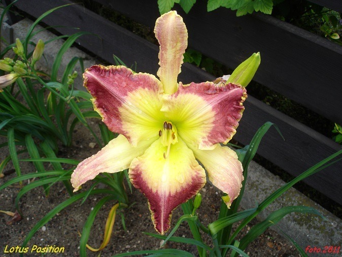 Hemerocallis lotus position