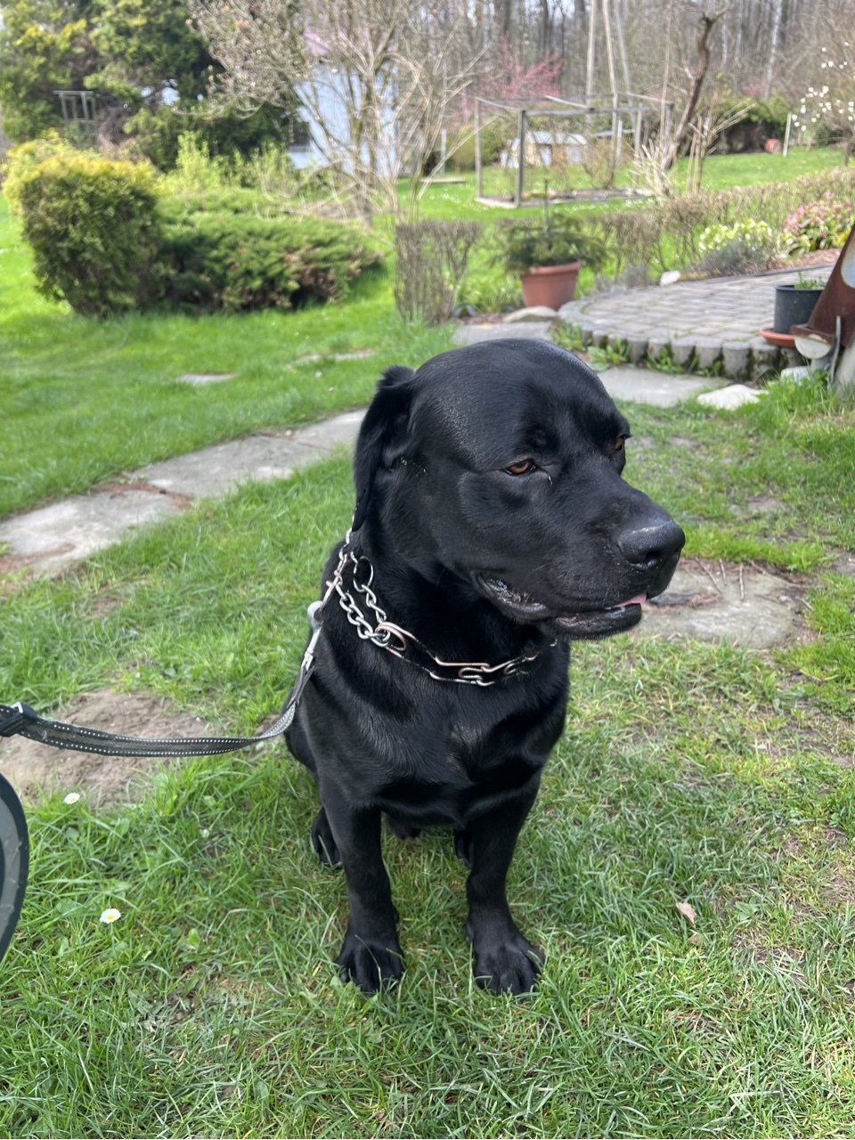 Labrador z hodowli Oświęcim Ogłoszenie na Allegro Lokalnie