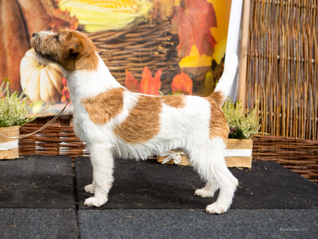 Reproduktor Zkwp Jack Russell Terrier Olx Jack Russell Terrier