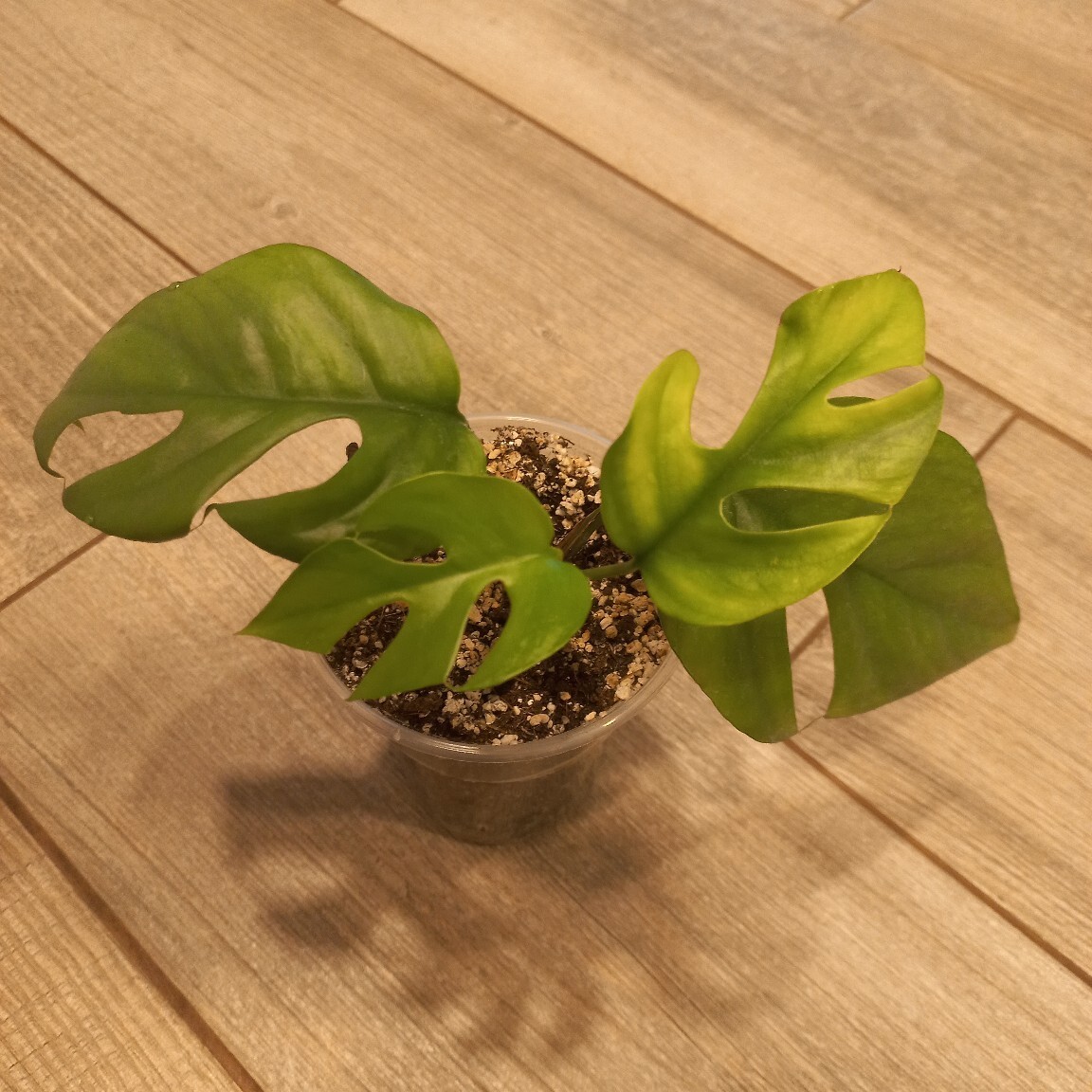 Monstera Minima Variegata | Monstera variegata : notre guide de culture ...