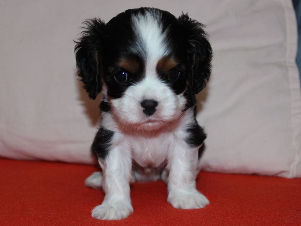 Szczeniak piesek Cavalier King Charles Spaniel ZKwP FCI