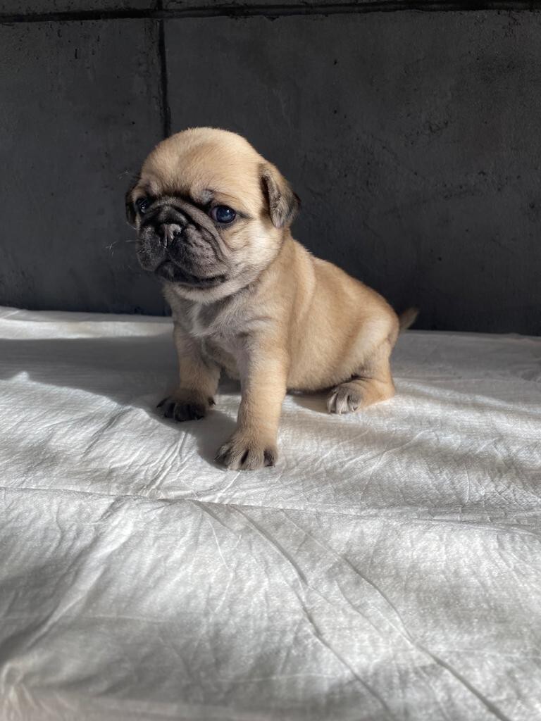 Mops Mopsy suczkisamce. Bielsk Podlaski Ogłoszenie na Allegro Lokalnie