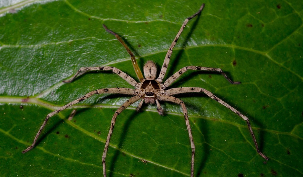 Pająk Huntsman Spider HETEROPODA sp. Laen L4/L5 CZĘSTOCHOWA Kup