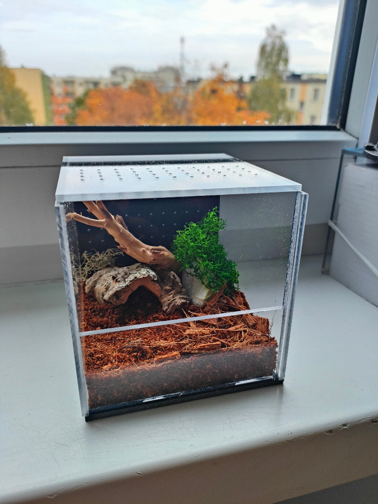 Terrarium ptasznik 10x10x10 Sieradz Licytacja na Allegro Lokalnie