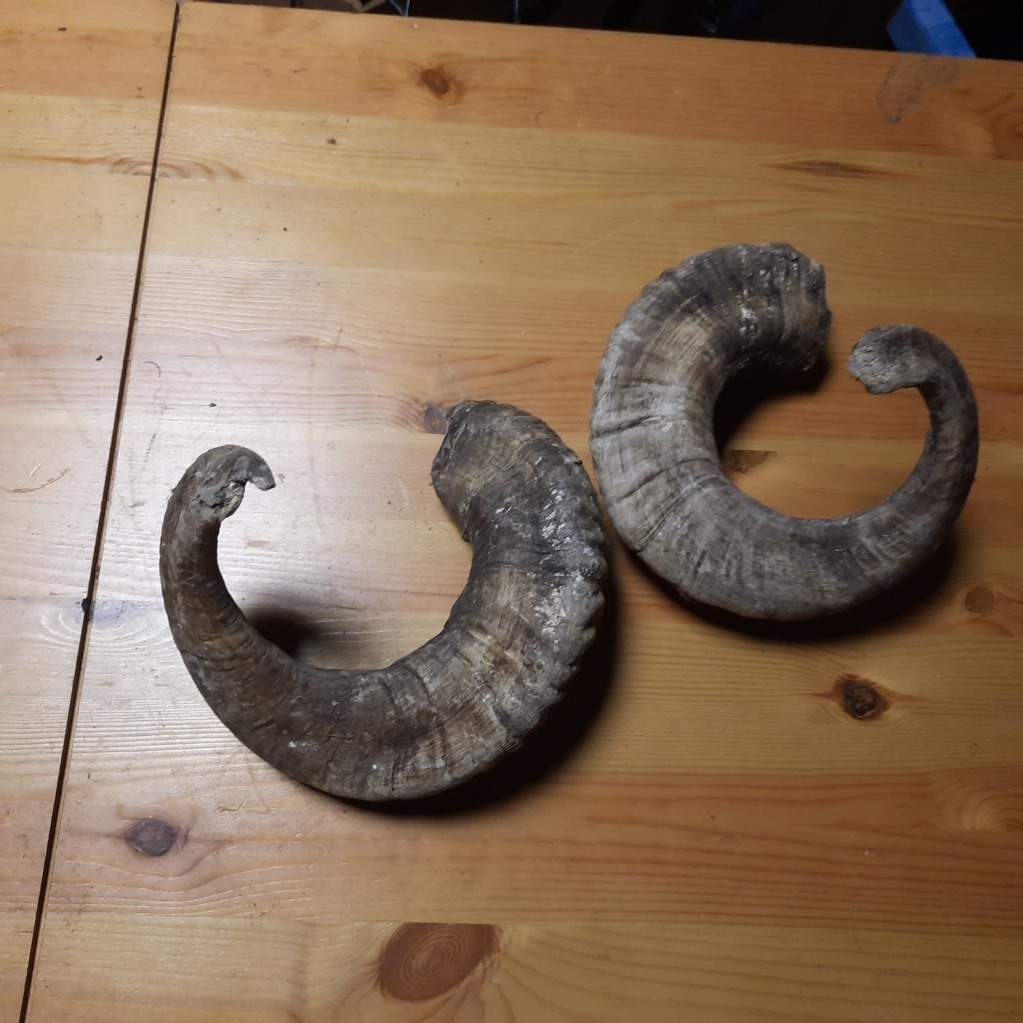 ROGI Z BARANA KOMPLET Stargard Szcz Licytacja na Allegro Lokalnie