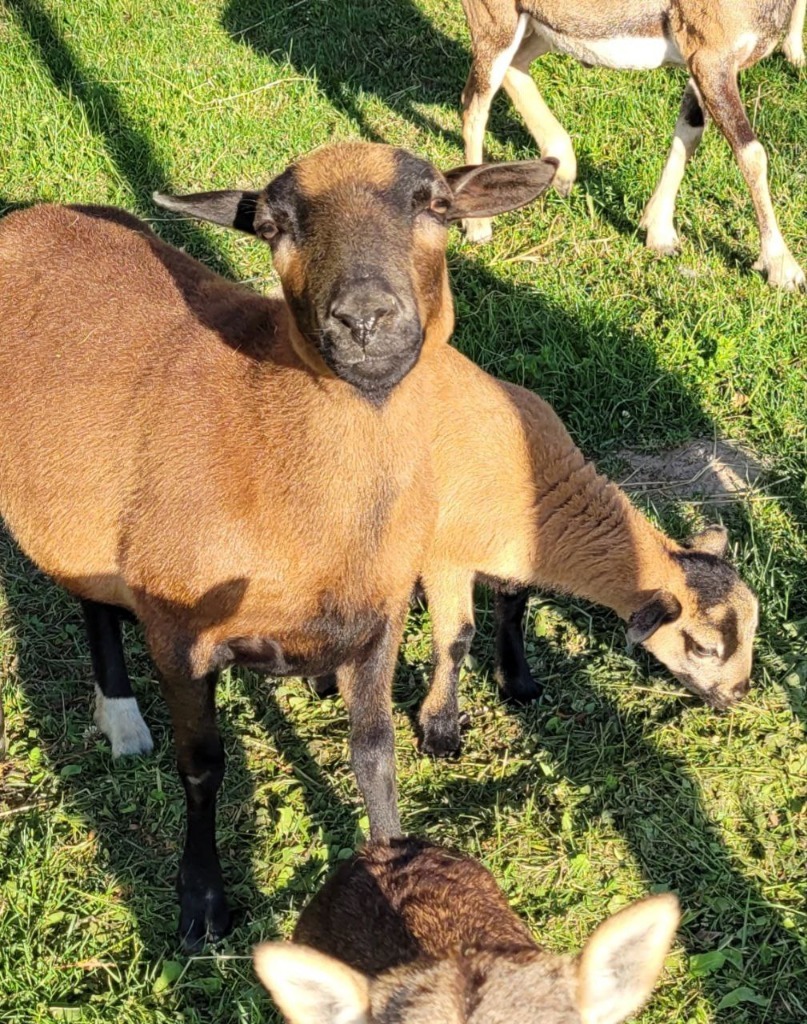 Ile Owca Kameruńska Chodzi W Ciąży
