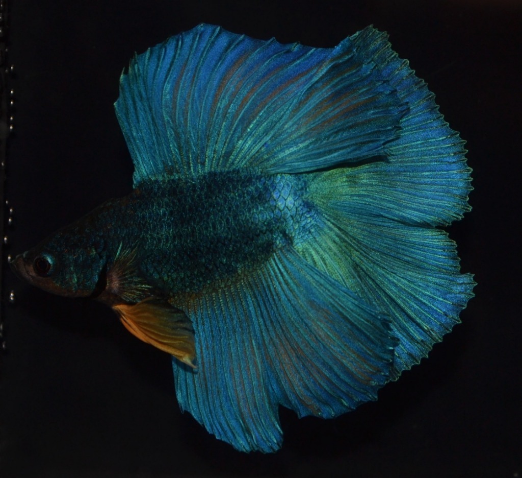 Betta splendens Triple Tail (TT) Bojownik | Łódź | Kup teraz na Allegro  Lokalnie