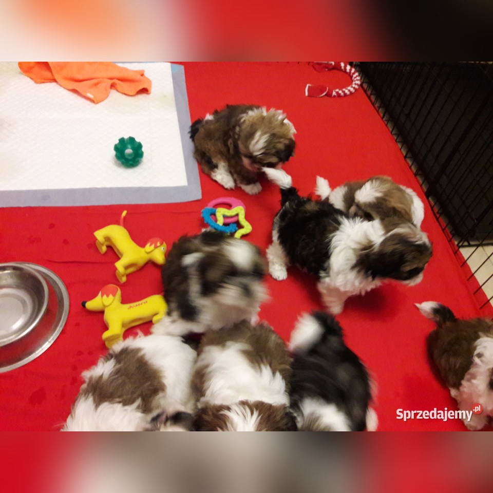 Shih Tzu Szczenieta Z Rodowodem Cena 1500 00 Zl Dobrzejewice Allegro Lokalnie