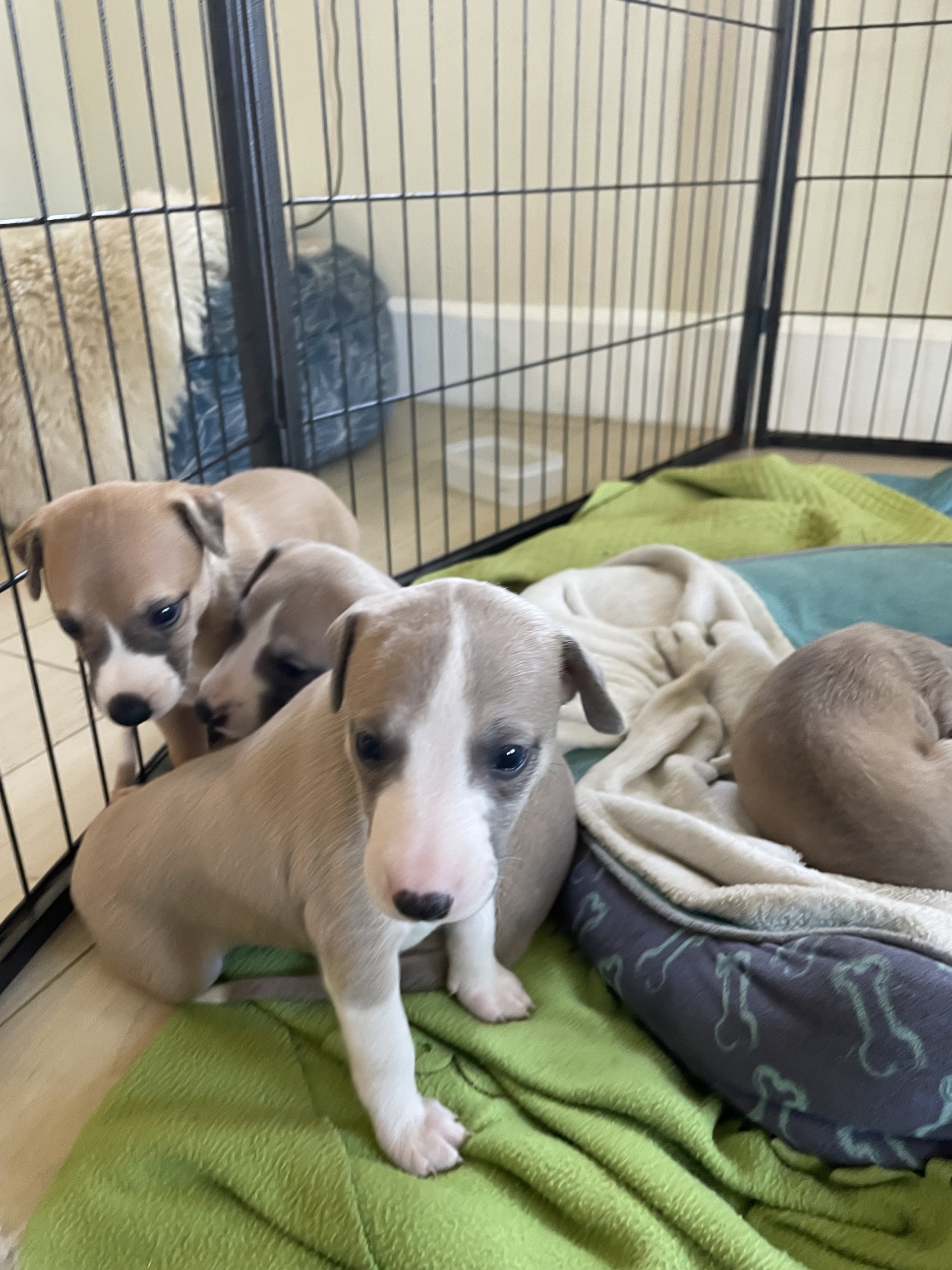 Whippet chart angielski - szczeniaki rasowe  Marcinowice  Ogłoszenie 