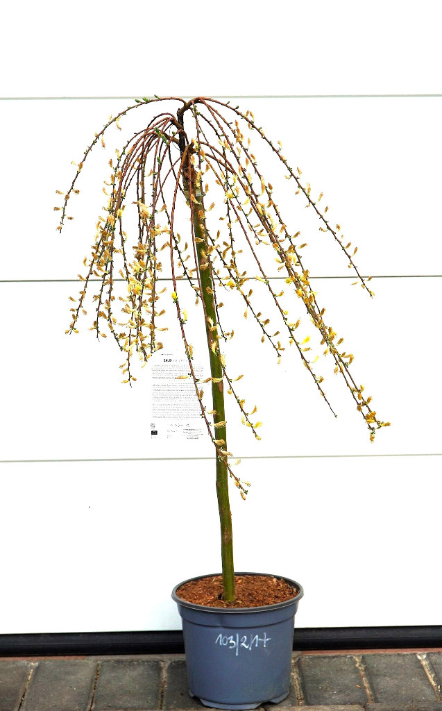 Weeping Willow Lego 75953 Cena PREDAM VRBY => Predaj A Inzercia Na