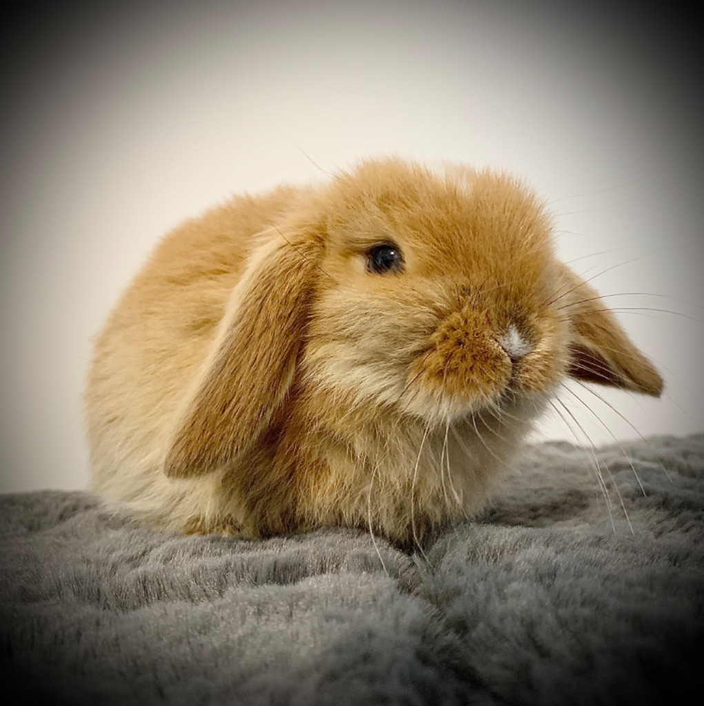 Królik Mini Lop króliki miniaturki hodowla E149 Głowno Ogłoszenie