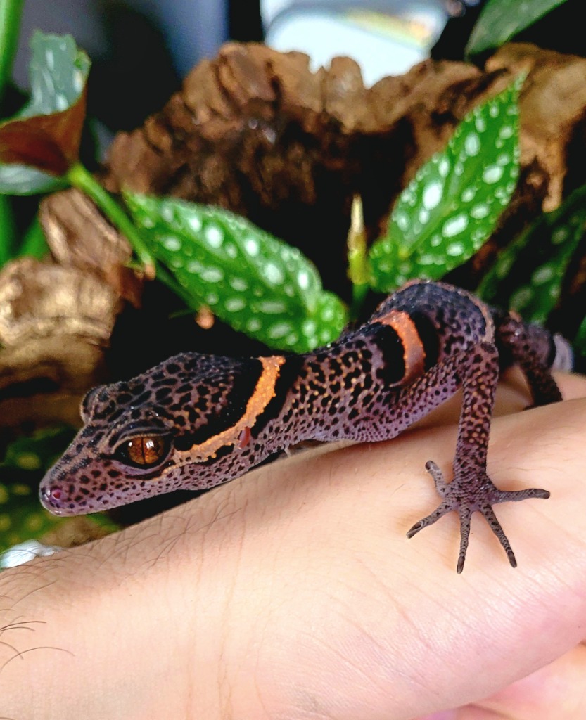 Goniurosaurus luii Chiński gekon lamparci Kraków Ogłoszenie na