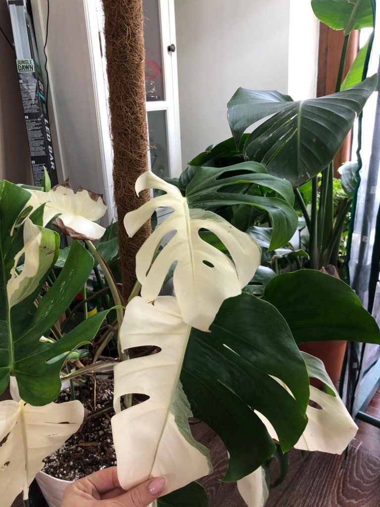 Monstera Variegata + Pink princes +rhaphidophora Połomia Licytacja