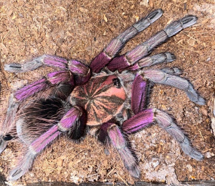 [Obrazek: e992696943a69bb4c916922e7313]