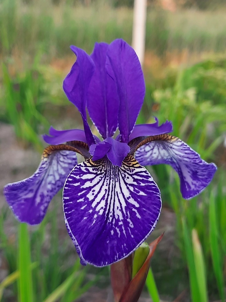 Irys syberyjski 'SHAKERS PRAYER' Kosaciec gorzków Kup teraz na