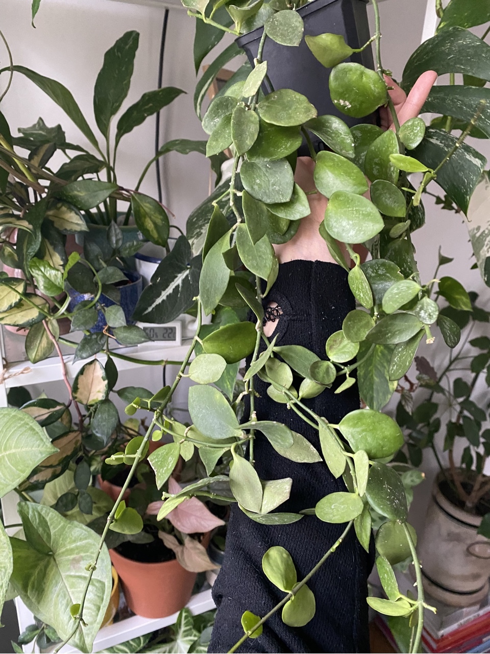 Hoya biakensis als 2 | Warszawa | Kup teraz na Allegro Lokalnie