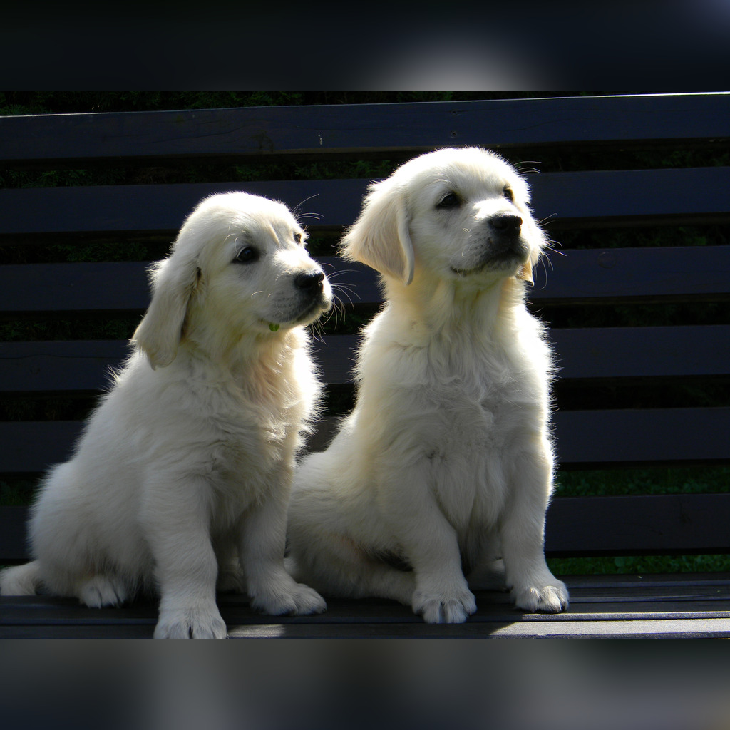 Golden Retriever Psy Szczeniaki Sprzedam Cena 850 00 Zl Wojnicz Allegro Lokalnie