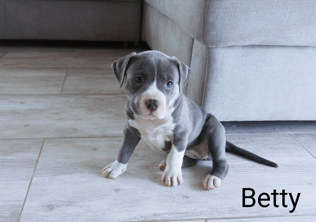 Szczeni ta amstaff blue hodowla domowa P ock Og oszenie na