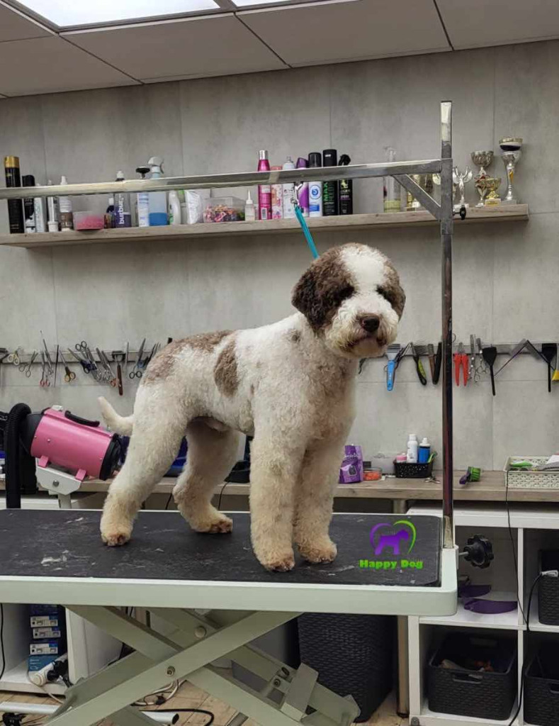 Lagotto Romagnolo Niska cena na Allegro.pl