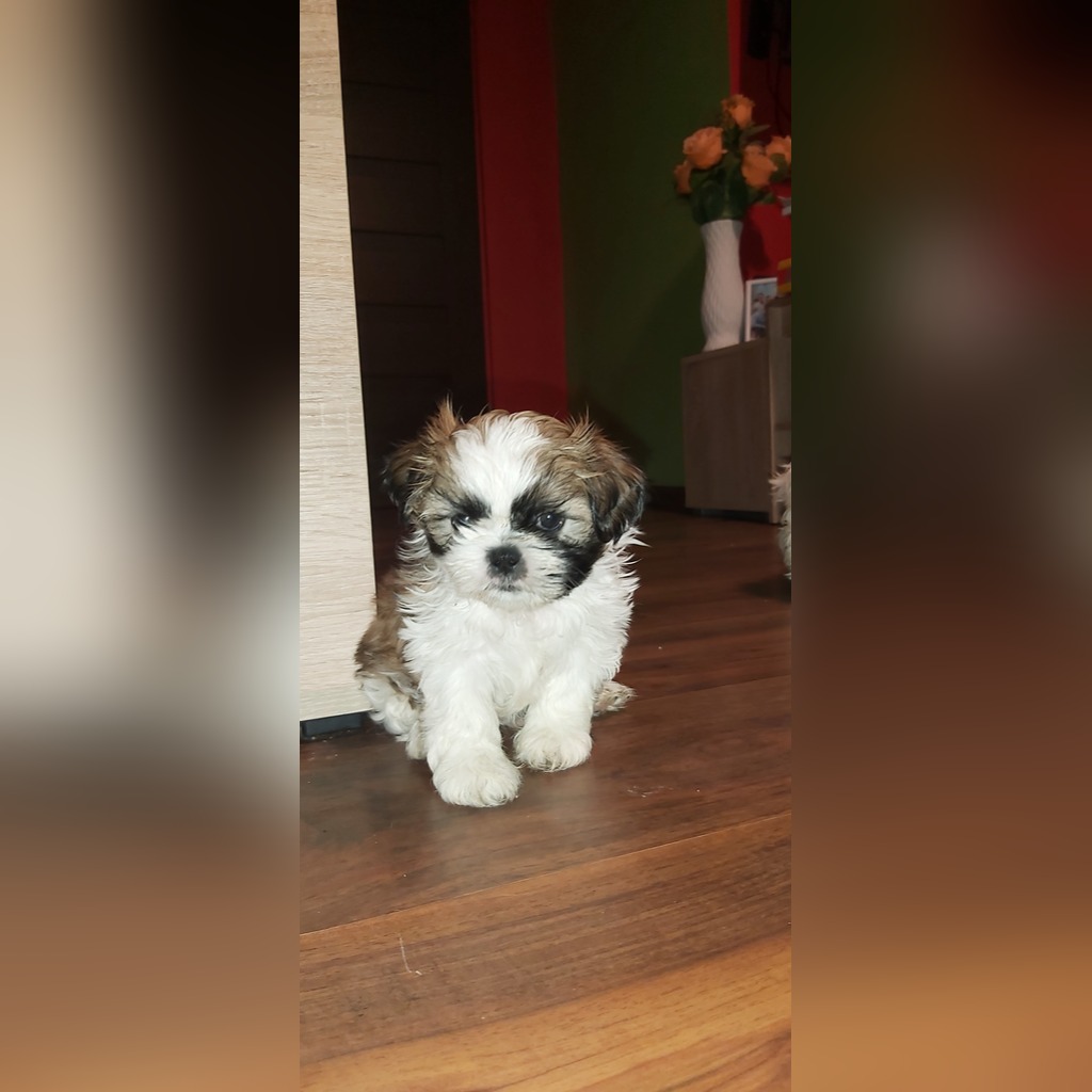 Shih Tzu Cena 800 00 Zl Trebaczew Allegro Lokalnie