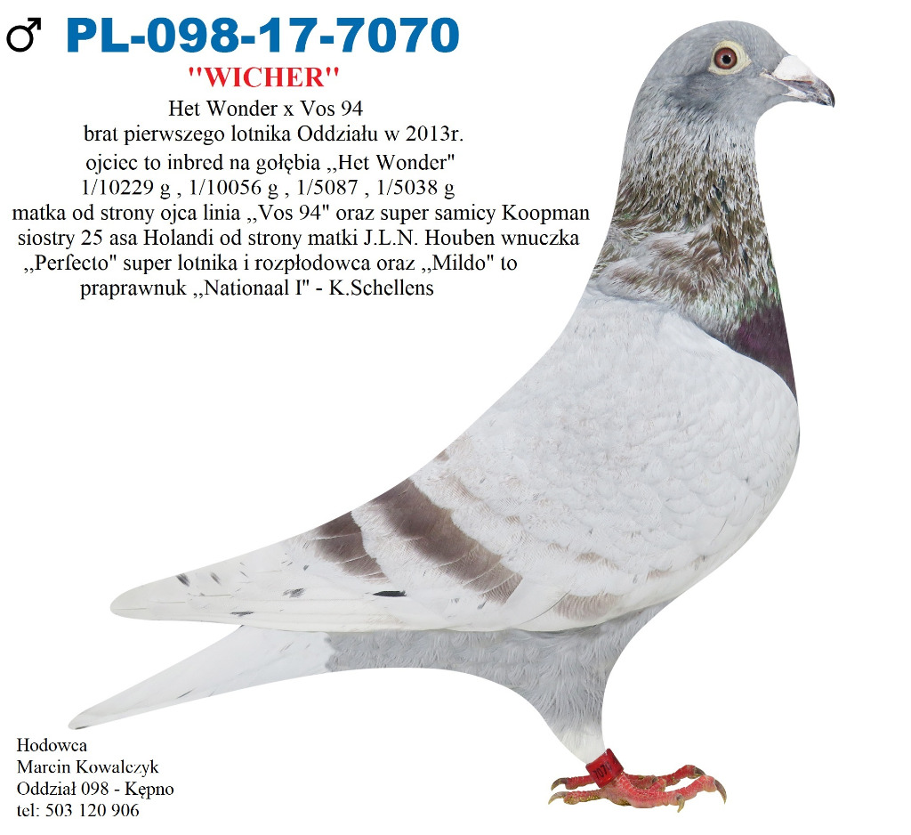 Pl 098 5765 Het Wonder X Vos 94 X K Paszek 808 Cena 100 00 Zl Teklinow Allegro Lokalnie