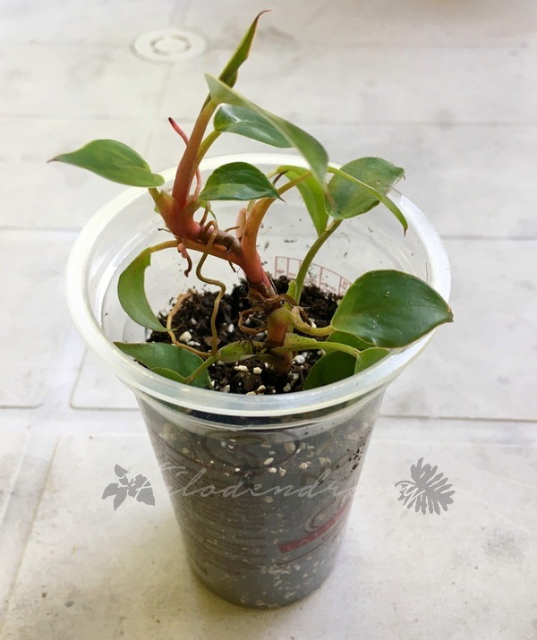 Philodendron Pincushion nr 8 miniatura rzadkość Kraków Kup teraz na