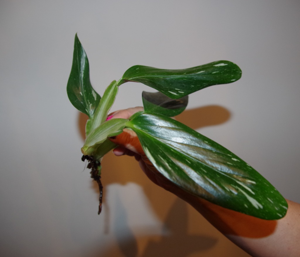 Monstera Standleyana Variegata Cobra Kup Teraz Za 35 00 Zl Bialystok Allegro Lokalnie