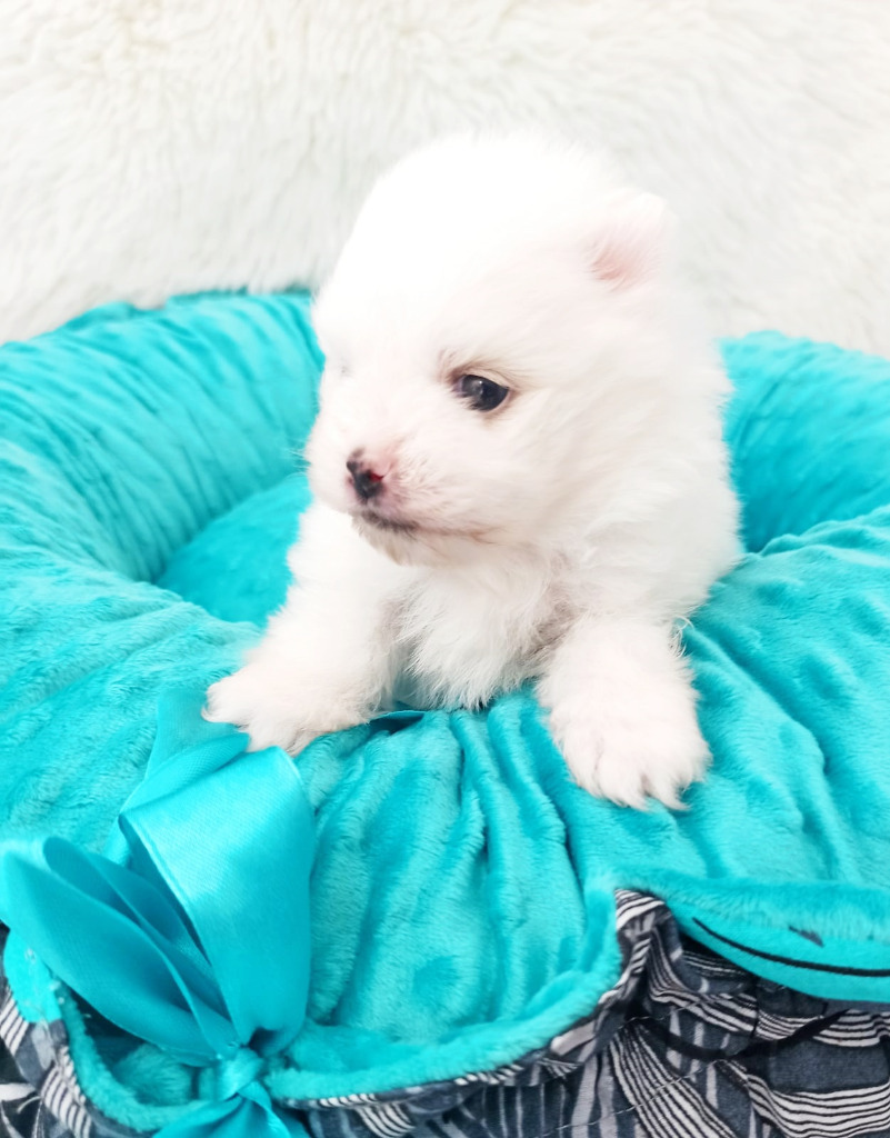 Biały miś BOO Pomeranian Piękny biały piesek Opole Ogłoszenie