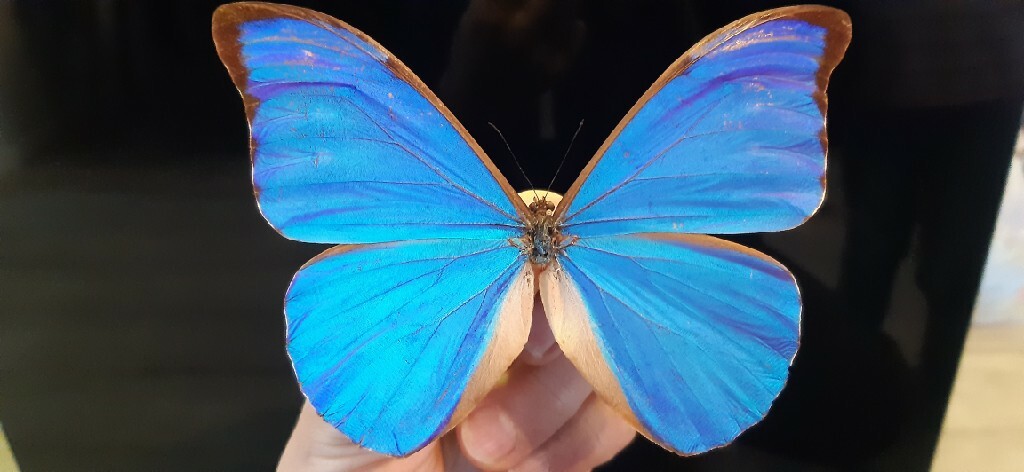 Morpho Anaxibia | Rzeszow | Licytacja na Allegro Lokalnie